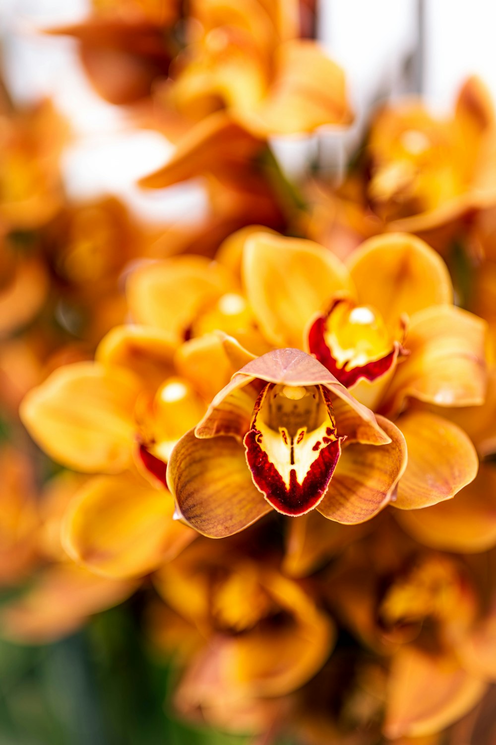 yellow flower in macro shot