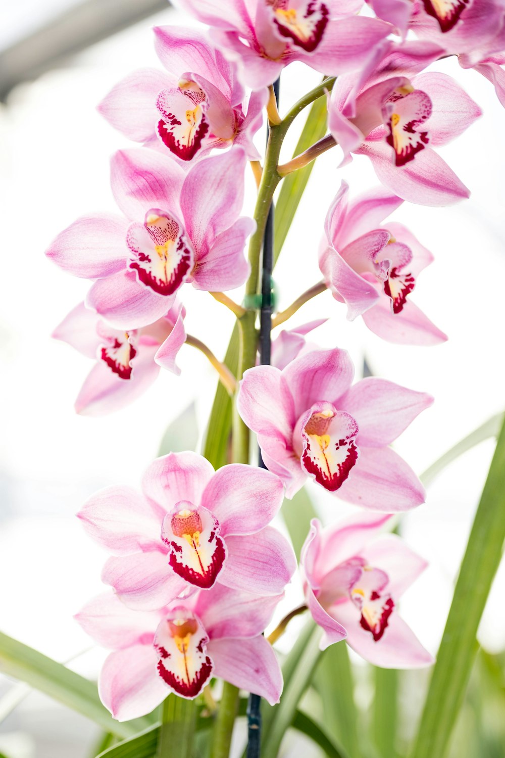 pink and white moth orchids in bloom