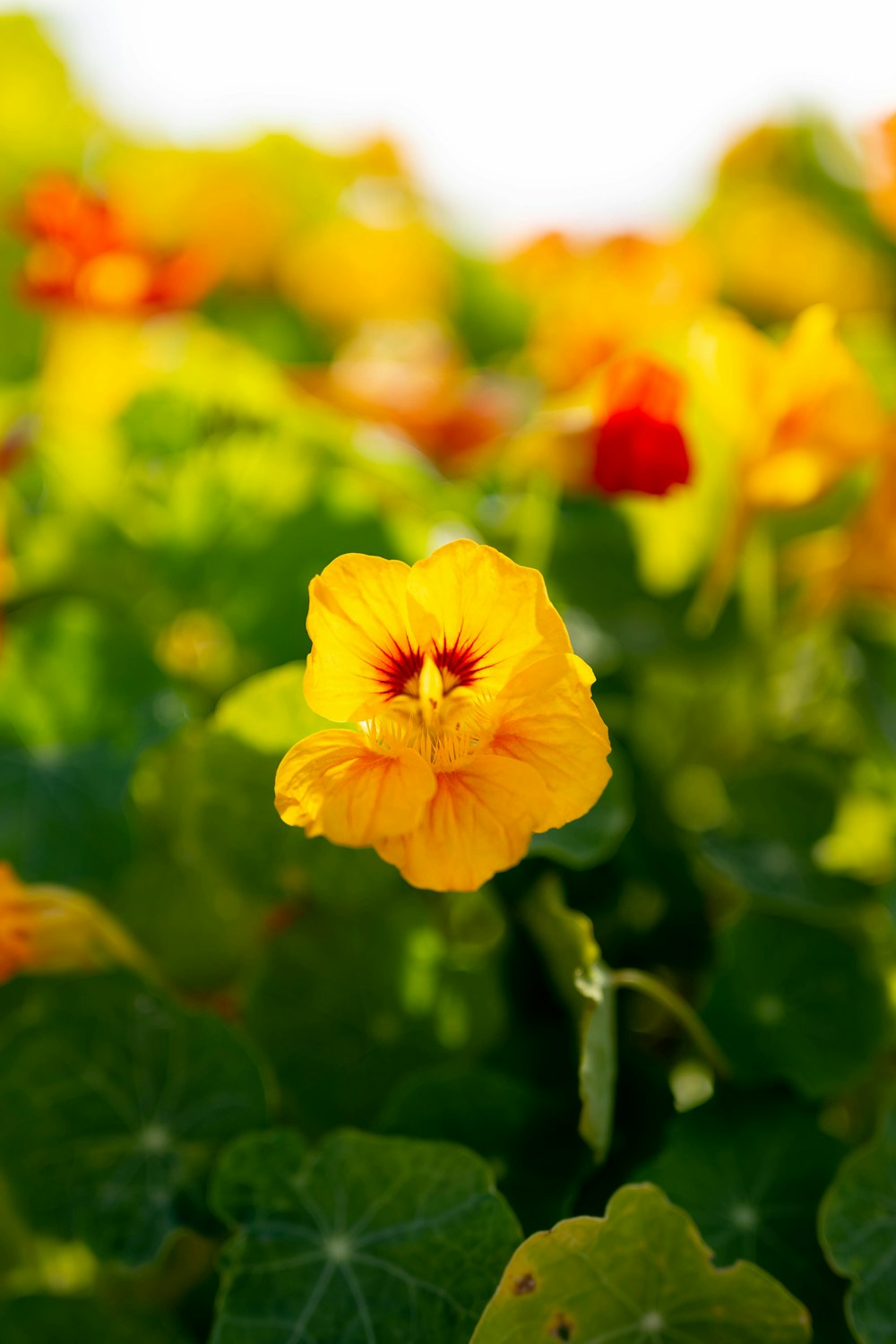 yellow flower in tilt shift lens