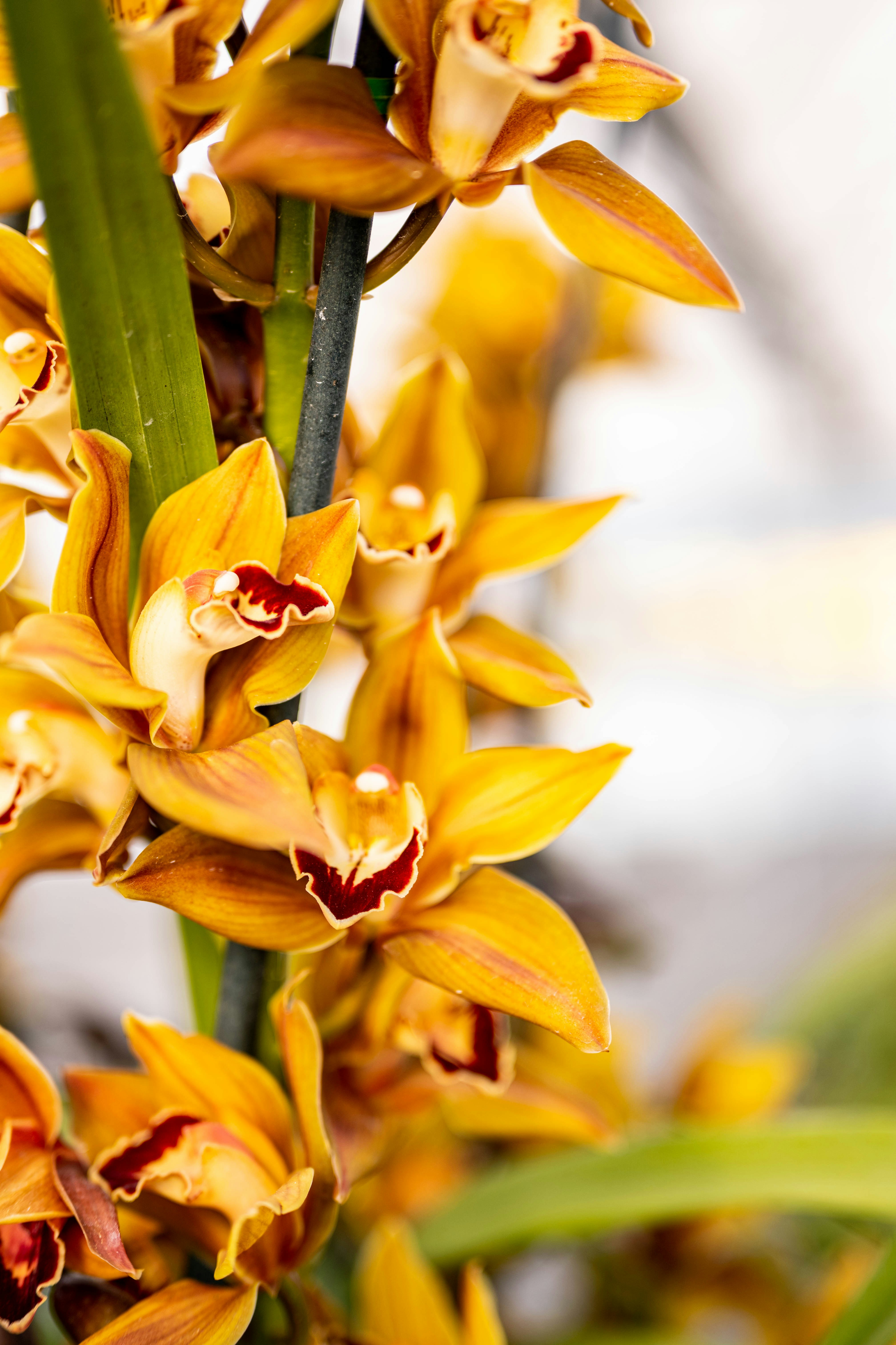 Photo by goldencoastgrams