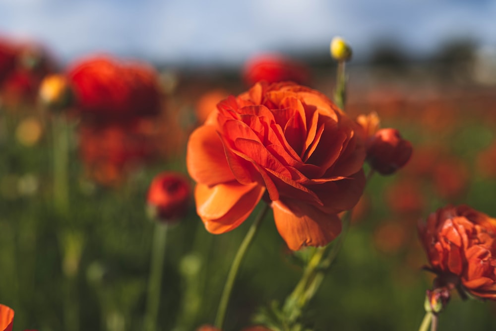 orange flower in tilt shift lens