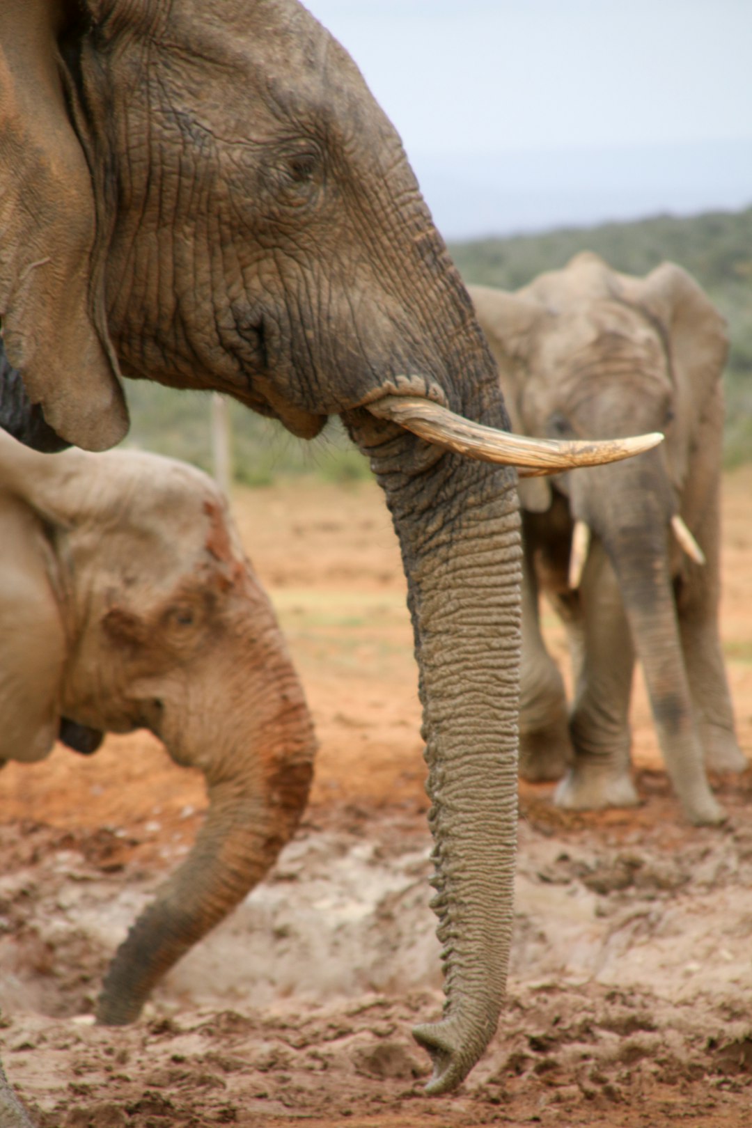 baby elephant walking on dirt ground during daytime