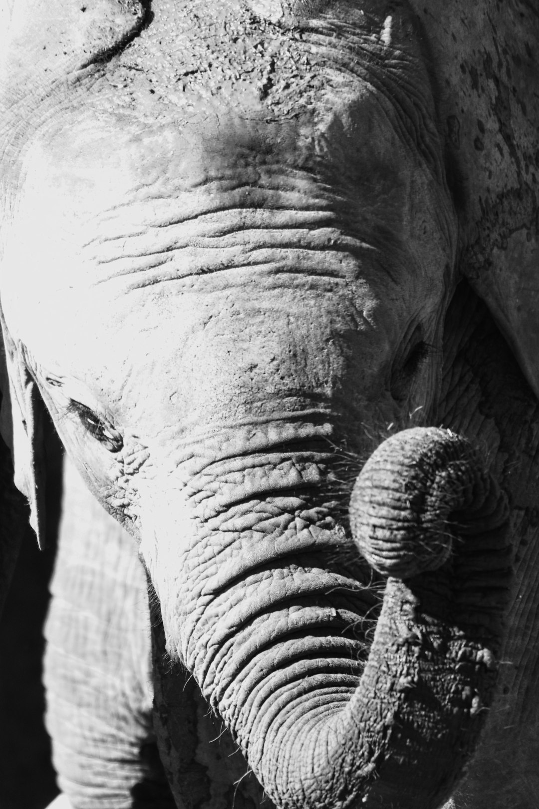 grayscale photo of elephants tail