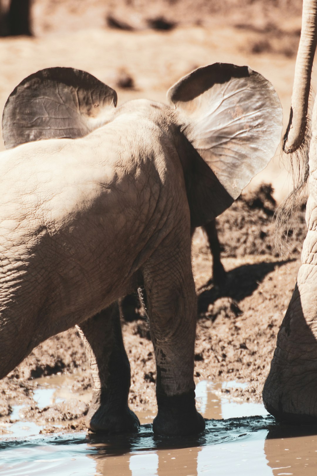 elephant walking on brown soil during daytime