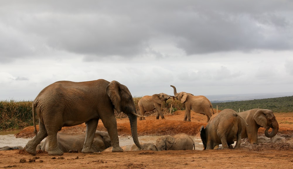 group of elephant walking on brown field during daytime