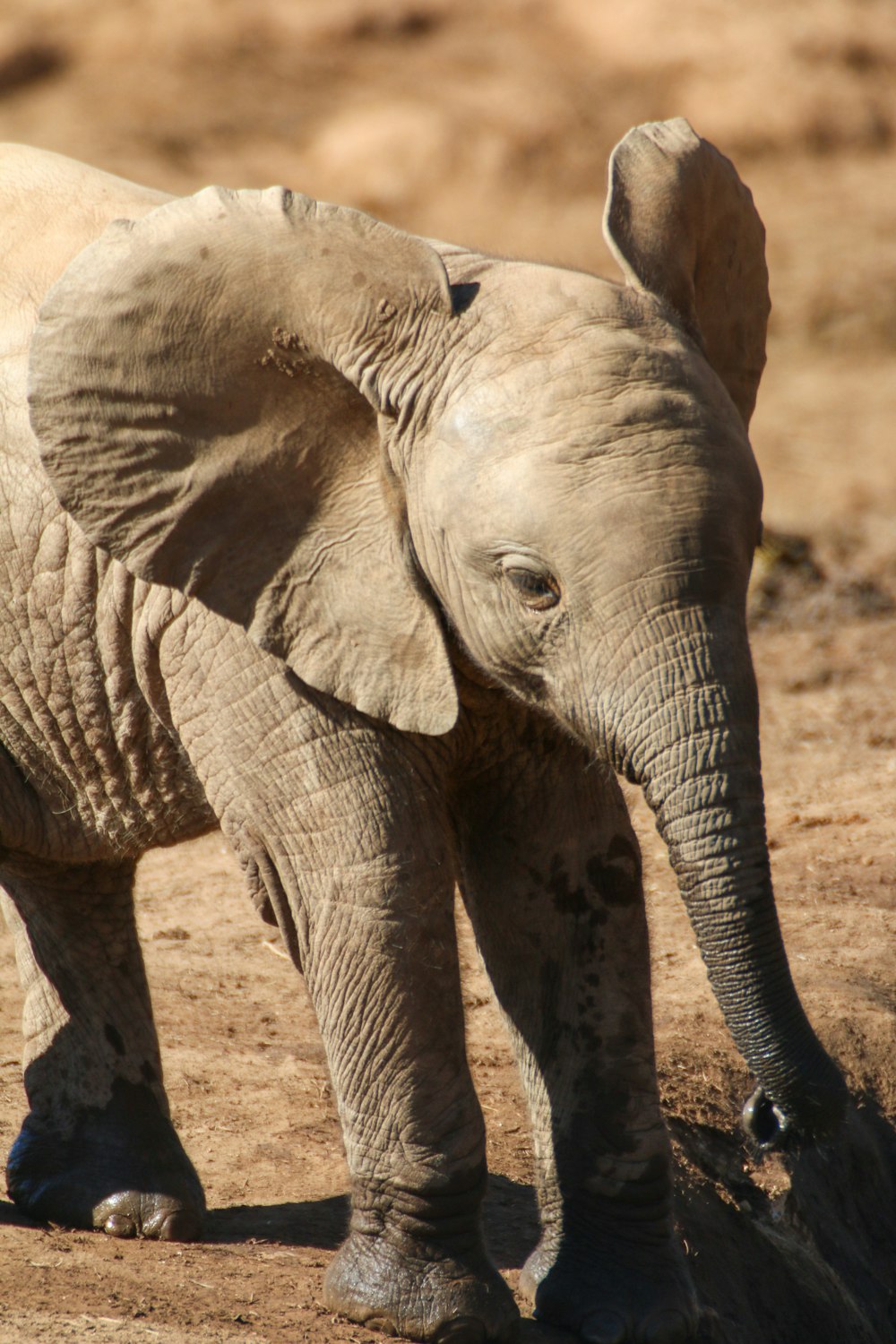 grey elephant walking on brown soil during daytime