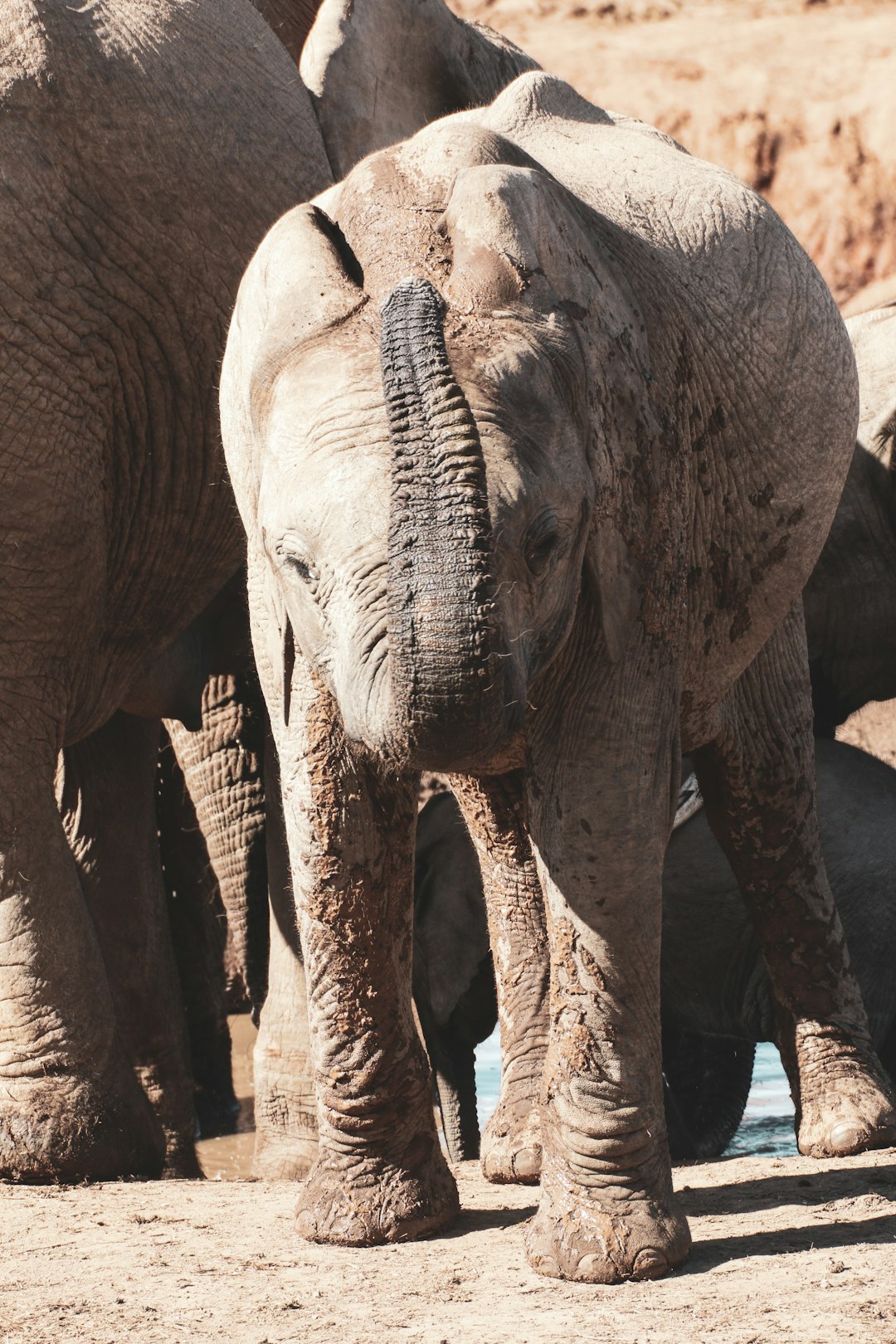 group of elephants walking on brown dirt during daytime