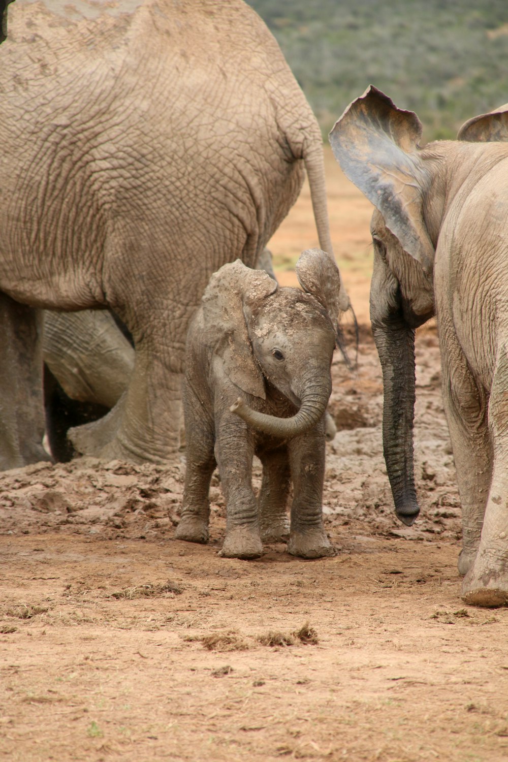 Groupe d’éléphants sur sol brun pendant la journée