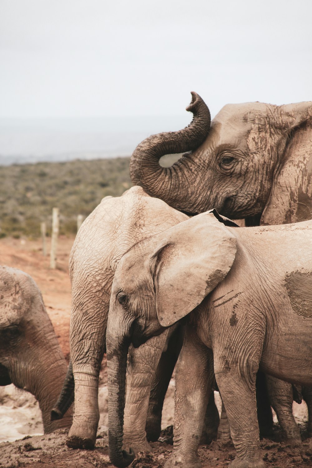 2 brown elephants on brown field during daytime