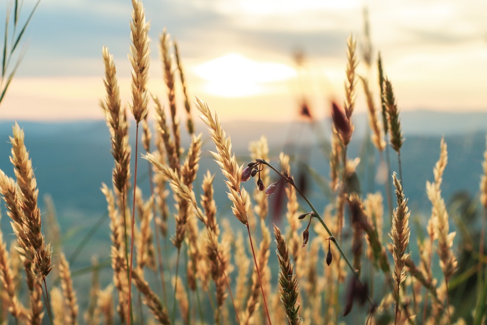 brown wheat field during daytime