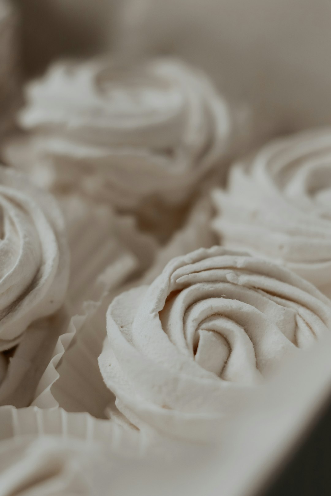 white rose flower in close up photography