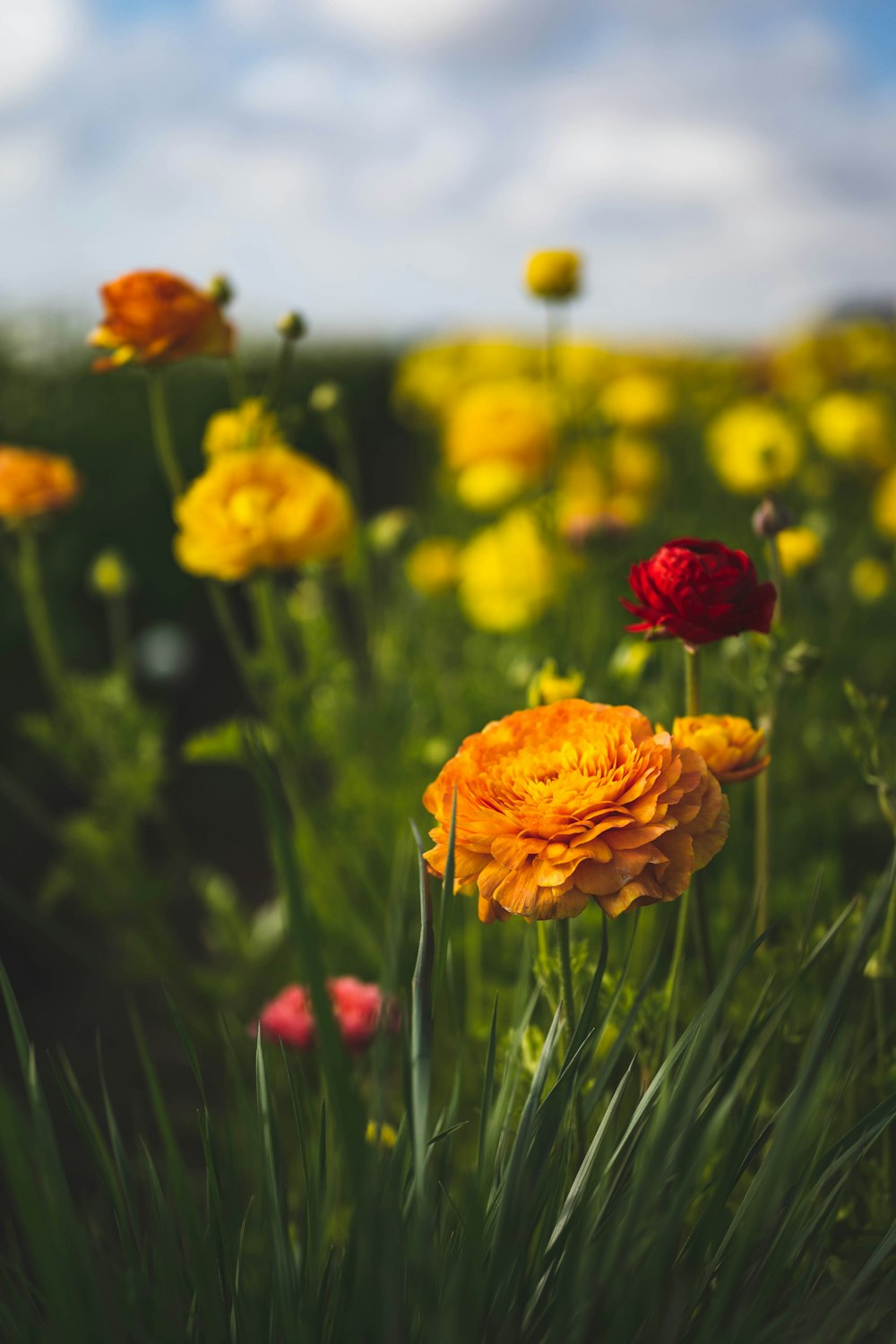 yellow flowers in tilt shift lens