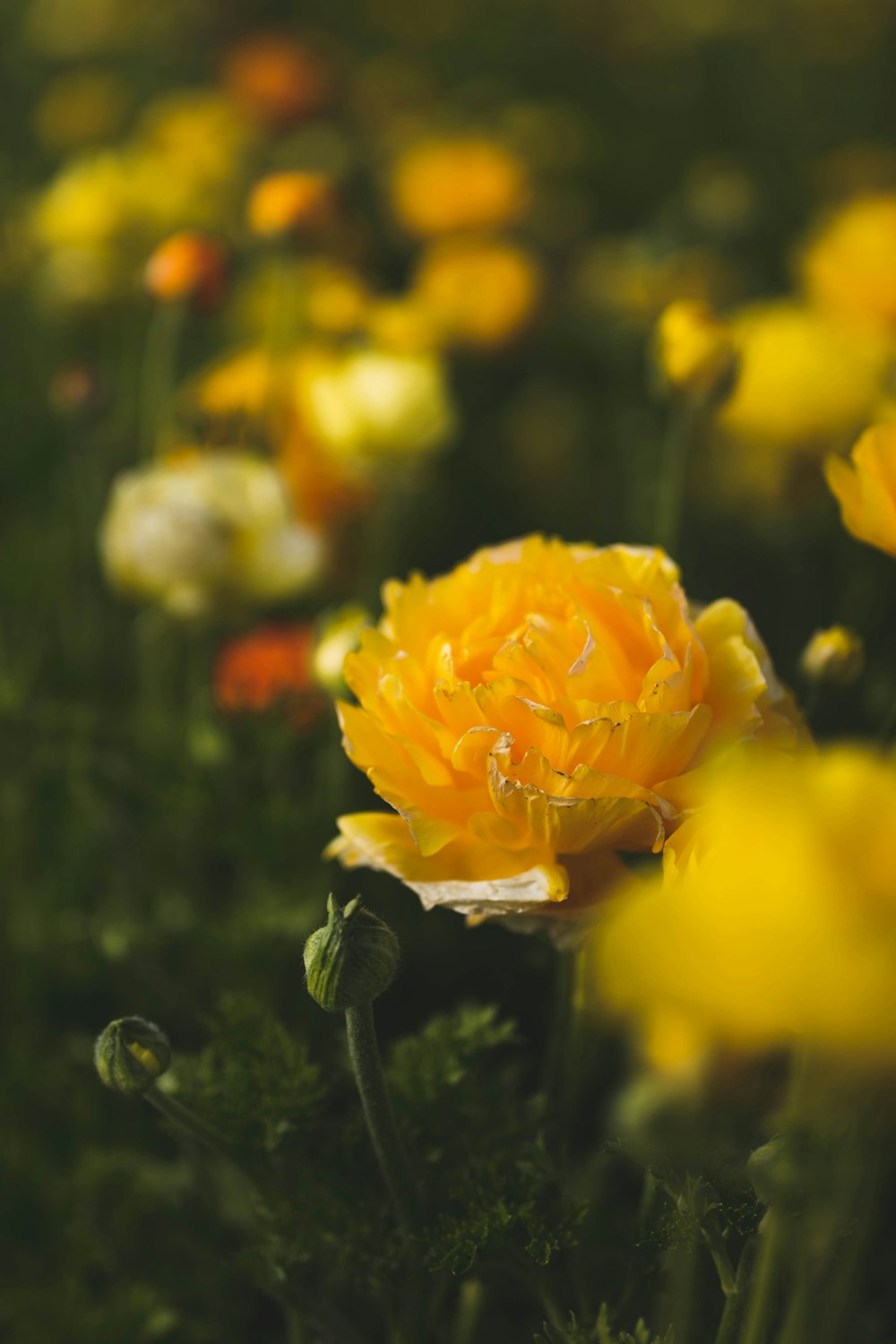 yellow flower in tilt shift lens