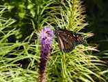 A Monarch butterfly rests on a pinkish-purple flower, surrounded by green foliage. The butterfly's wings feature an intricate pattern of orange and black with white spots along the edges. The flower has slender, delicate petals and a tall, upright stem.