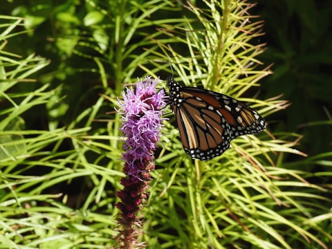 A Monarch butterfly rests on a pinkish-purple flower, surrounded by green foliage. The butterfly's wings feature an intricate pattern of orange and black with white spots along the edges. The flower has slender, delicate petals and a tall, upright stem.