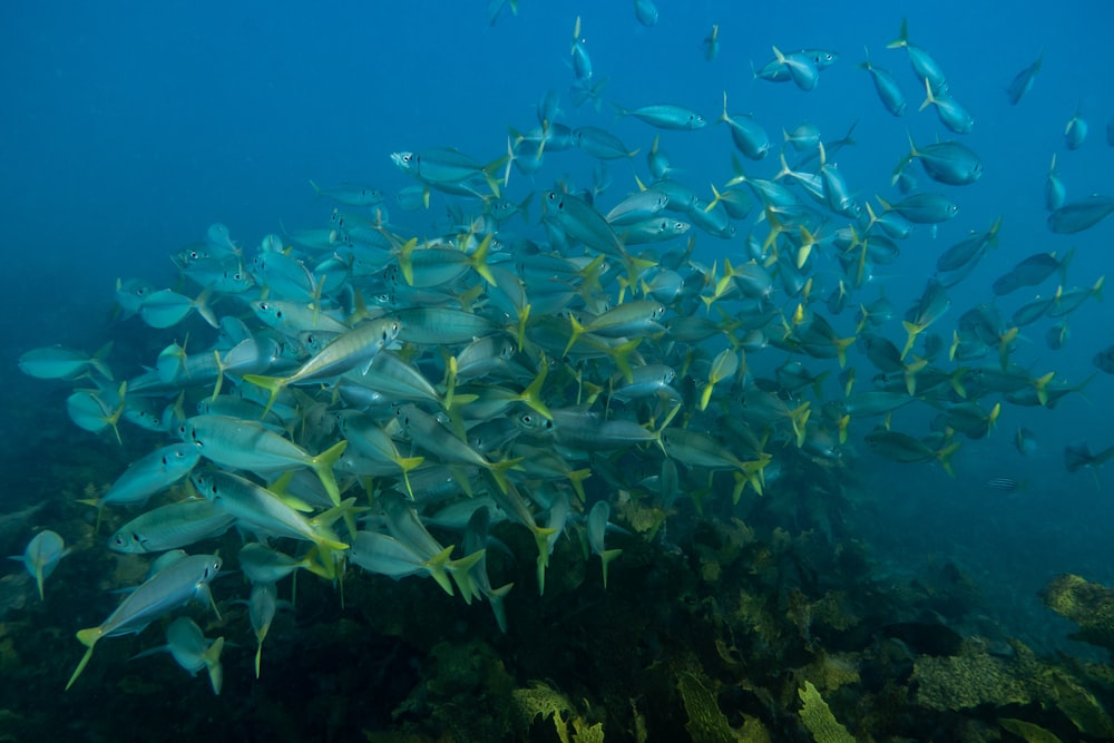 school of fish in sea