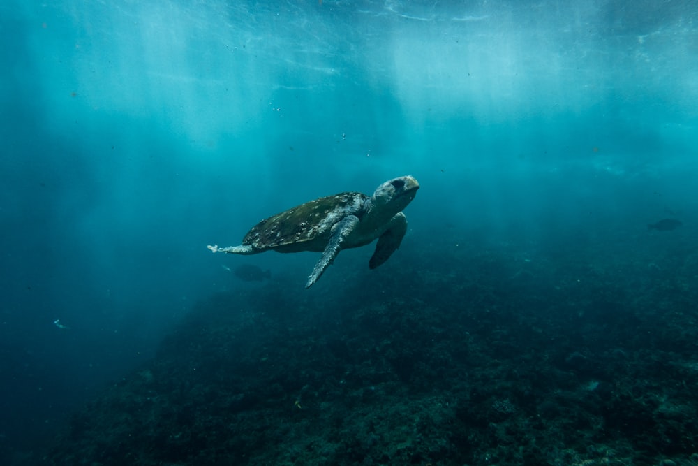 tartaruga marrom e preta nadando na água azul