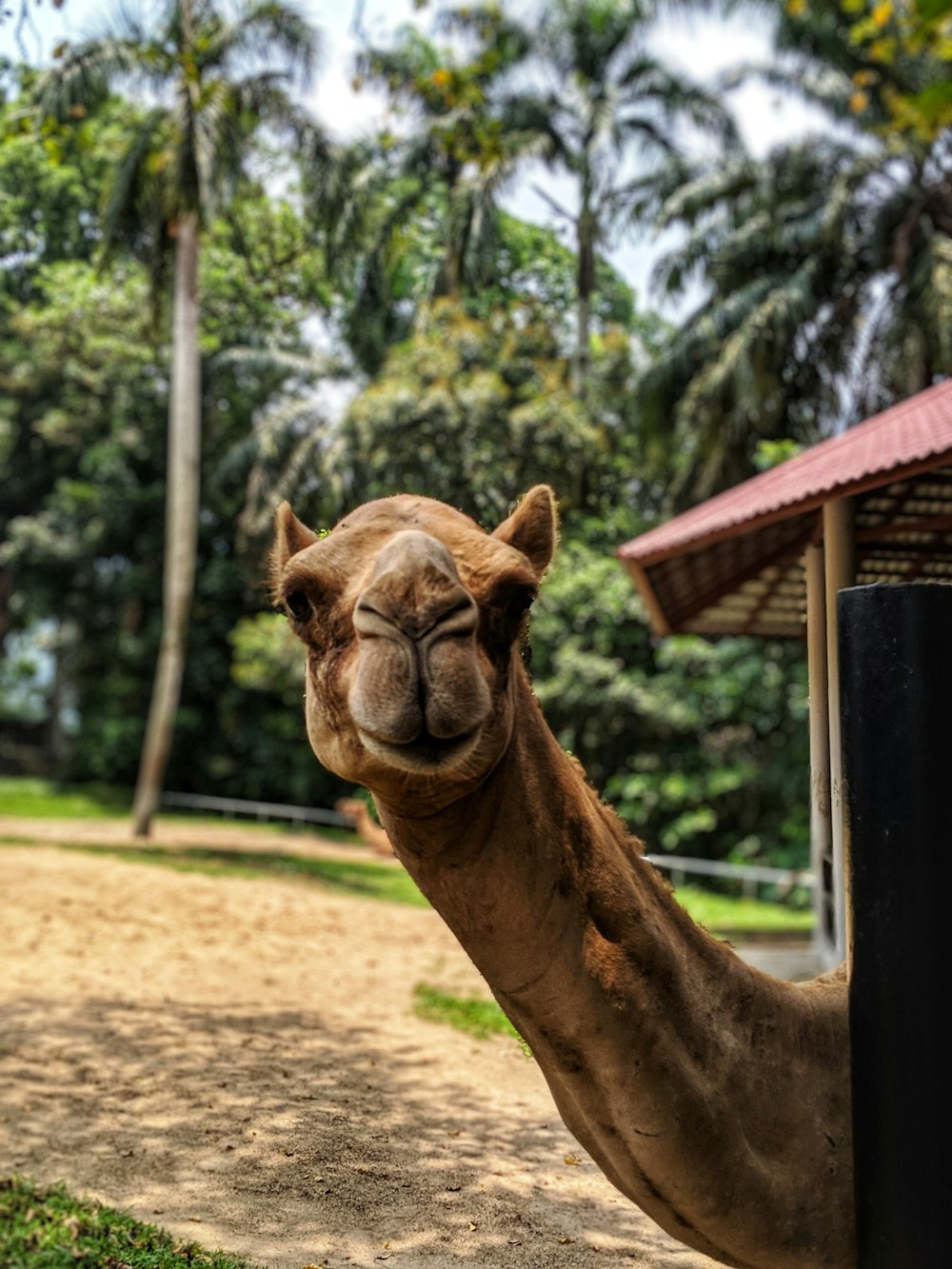 brown camel on brown field during daytime