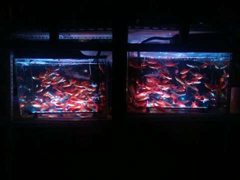 Two illuminated aquariums filled with a large number of small, vibrant, orange and red fish, surrounded by blue and purple lighting. The tanks are placed against a dark background, emphasizing the colorful glow within the tanks.