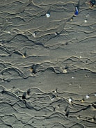 Wet sand with intricate, winding patterns and small scattered shells and pebbles. The sand appears smooth and carefully etched by natural forces, creating a dynamic and artistic texture.