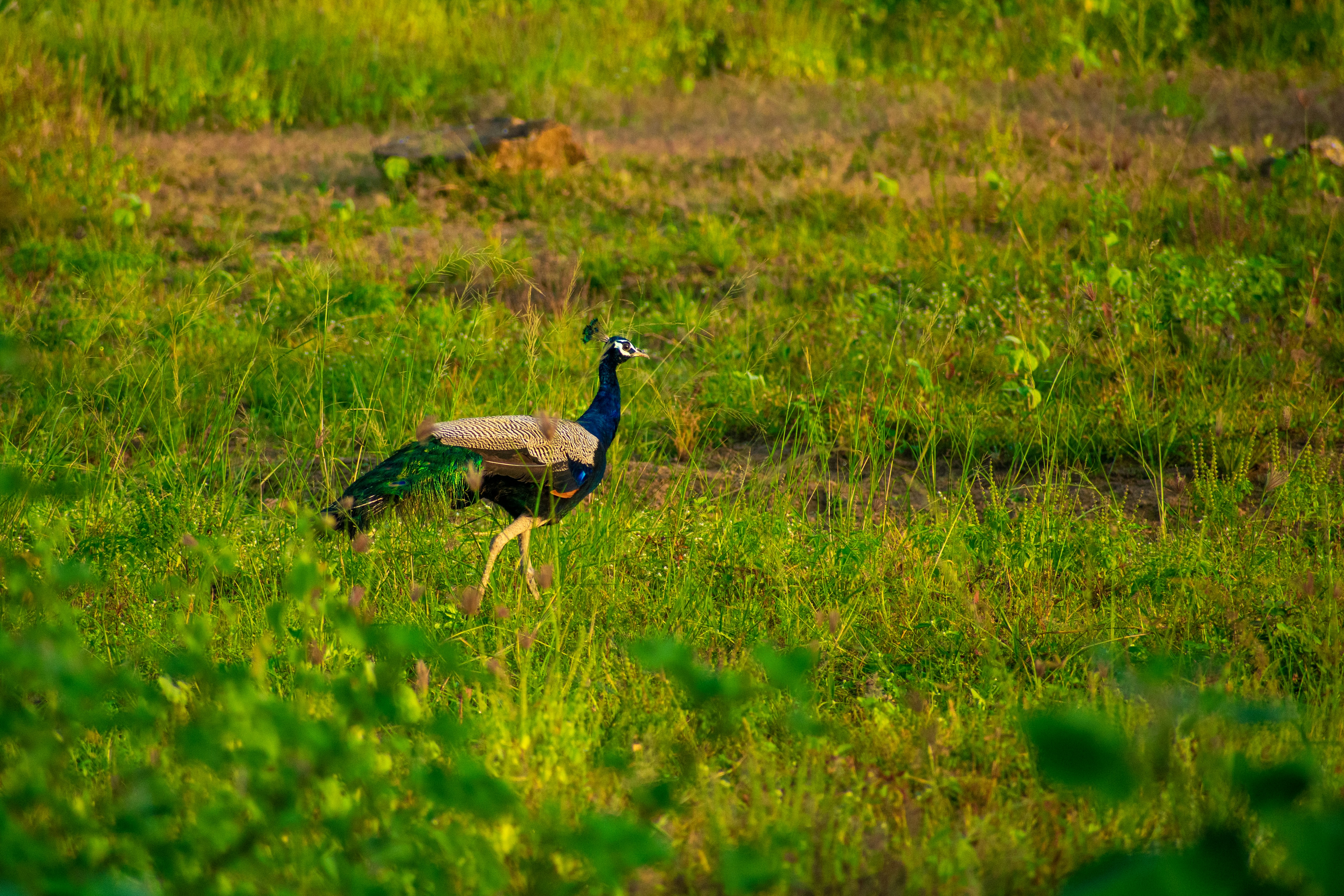 Photo by jenilmathew