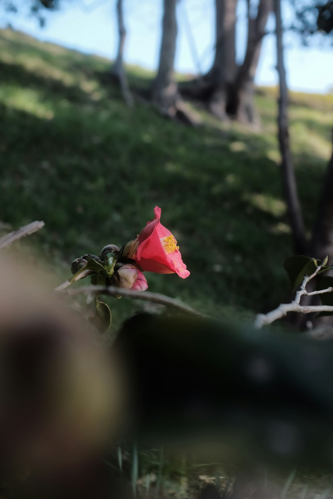 red rose in bloom during daytime