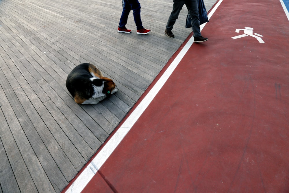 black white and brown short coated dog on gray wooden floor