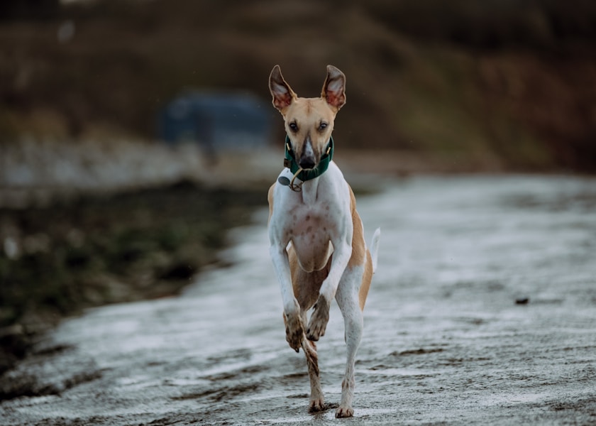 Dog Zoomies: Why Dogs Get Random Bursts of Crazy Energy