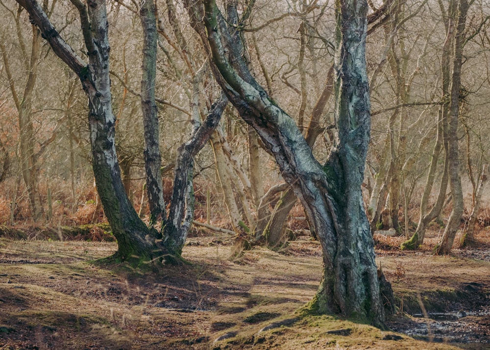 brown trees on brown field during daytime