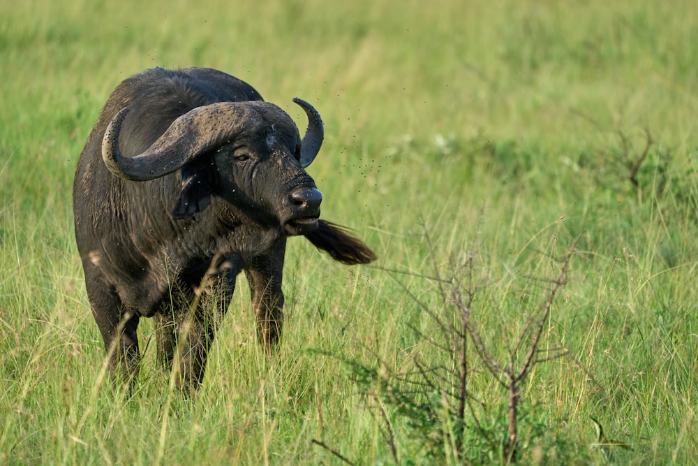 black water buffalo on green grass field during daytime