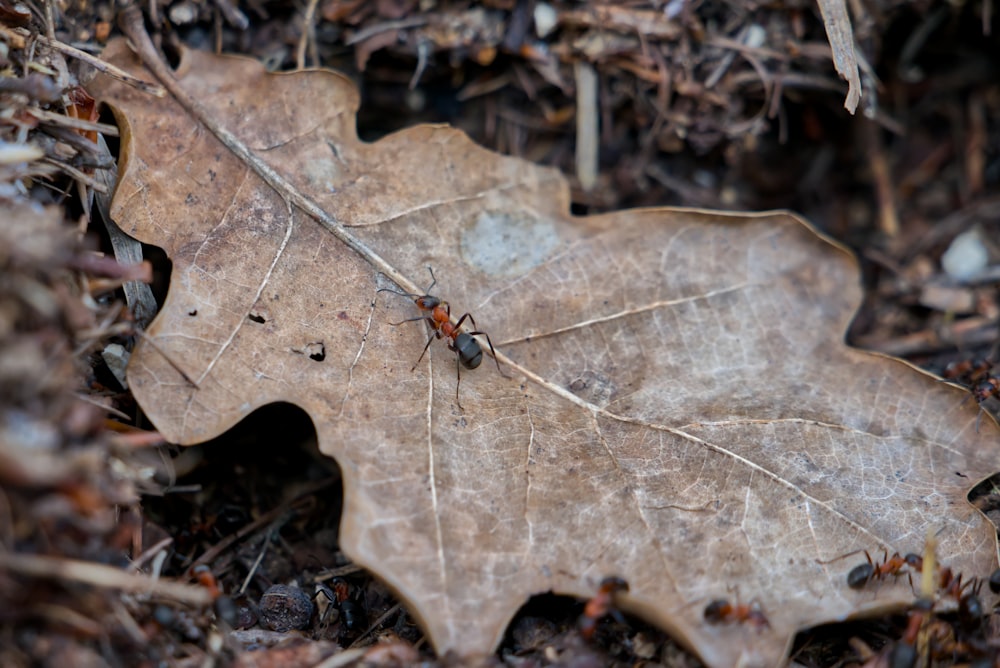 black and red ant on brown dried leaf