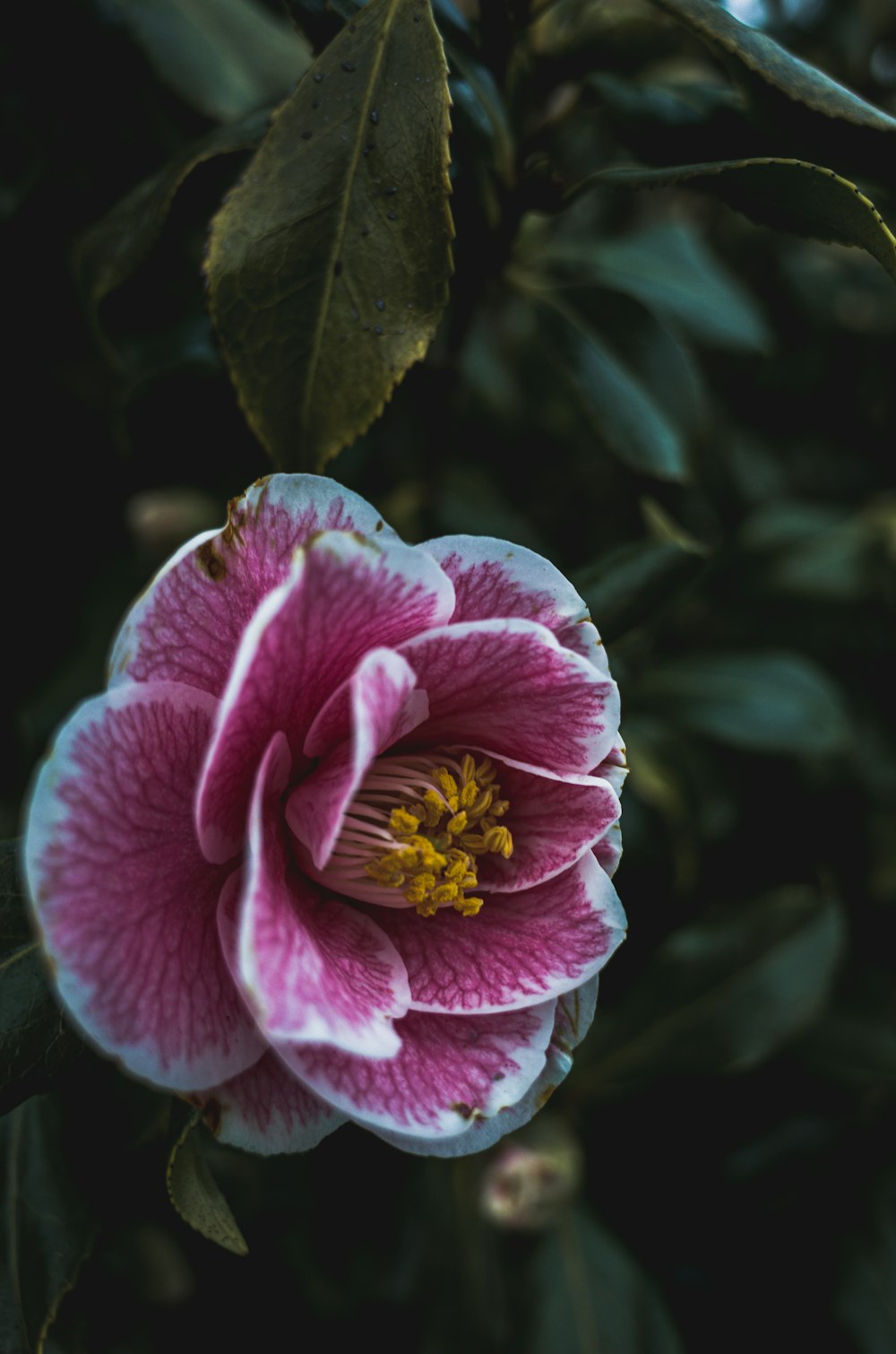 flor rosa e branca na lente tilt shift