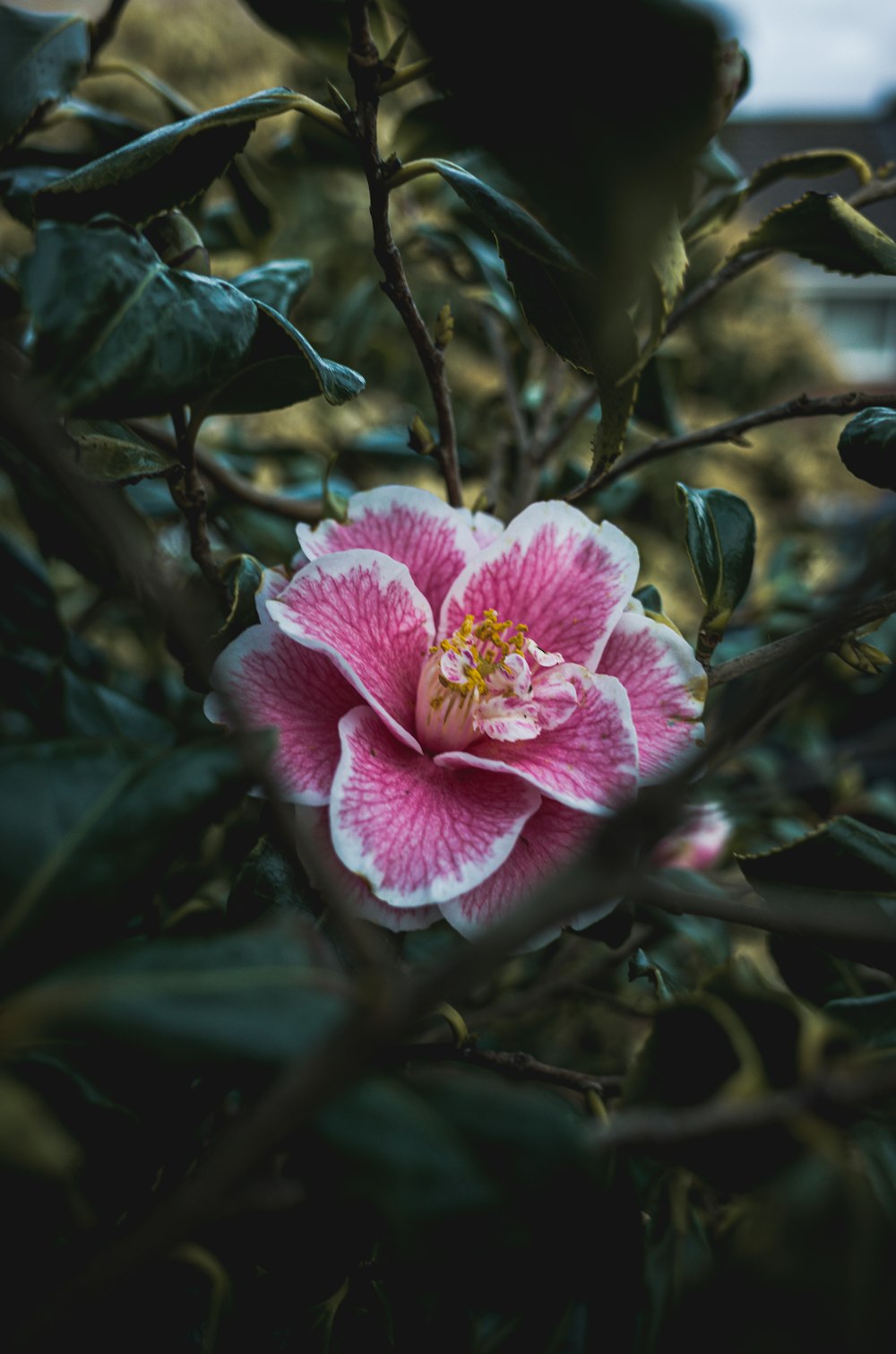 pink and white flower in tilt shift lens