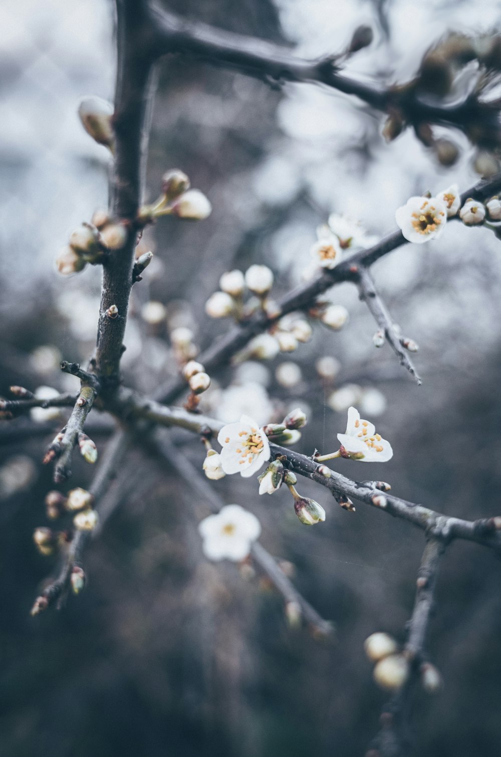 white flowers in tilt shift lens