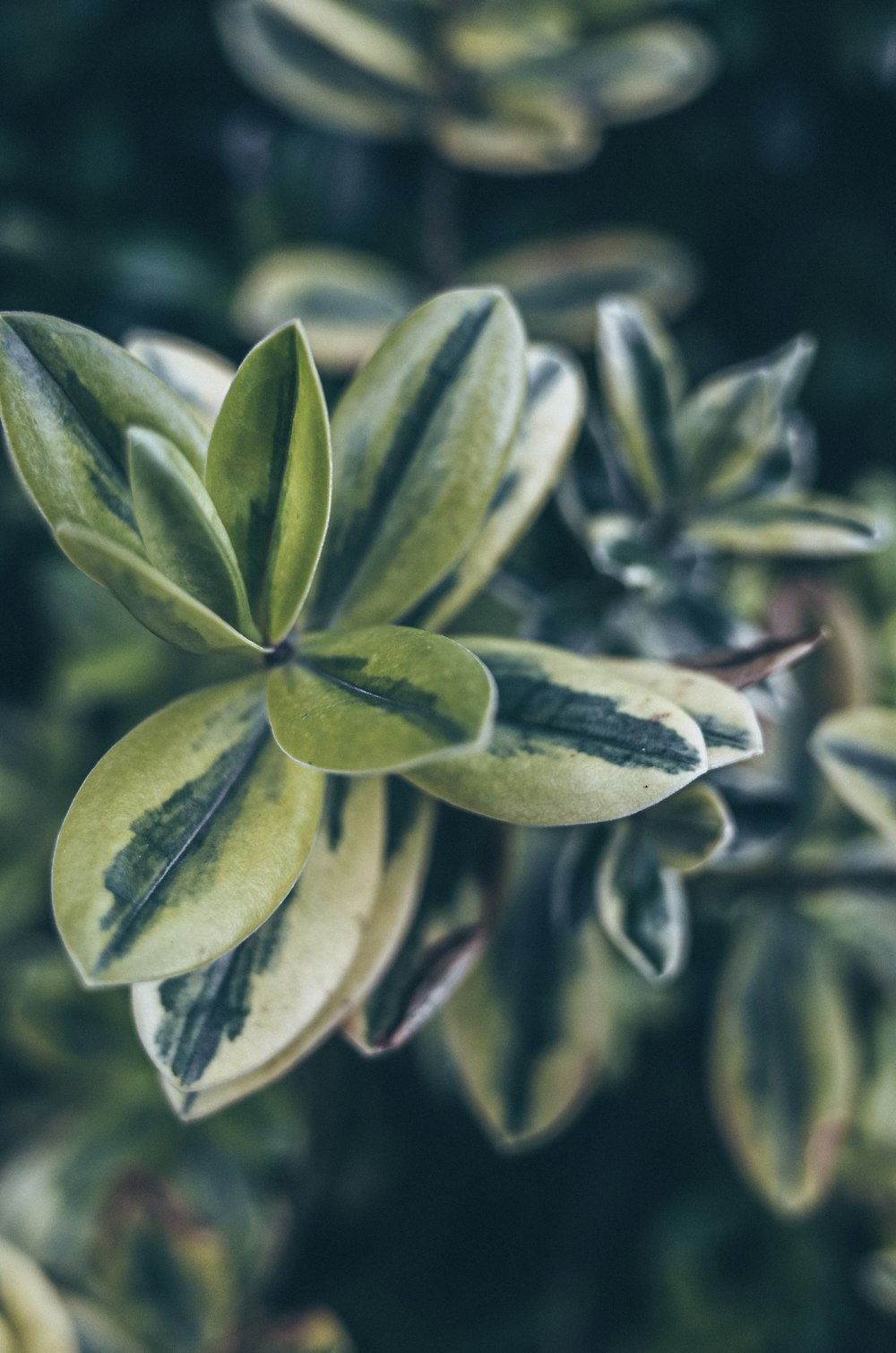 green and brown leaves in tilt shift lens