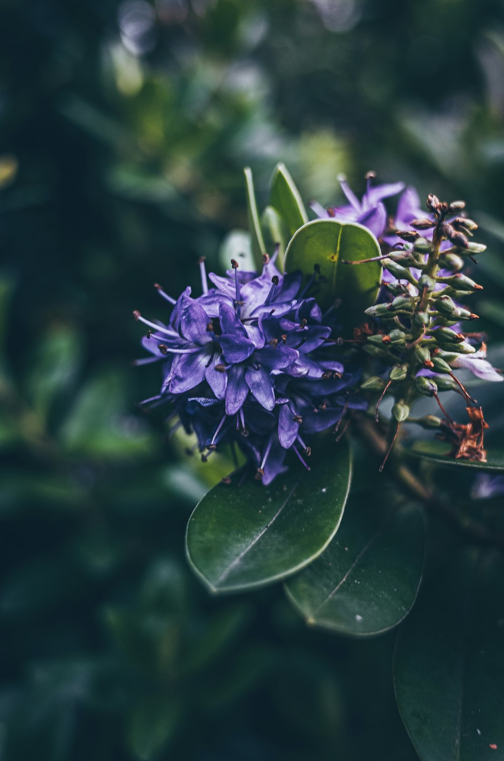 purple flower in tilt shift lens