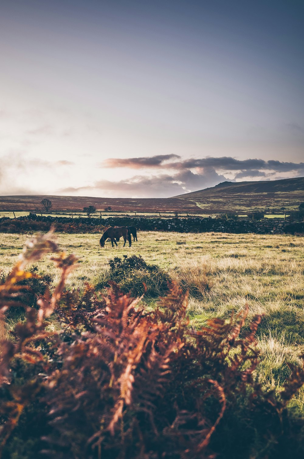 black horse on green grass field during daytime