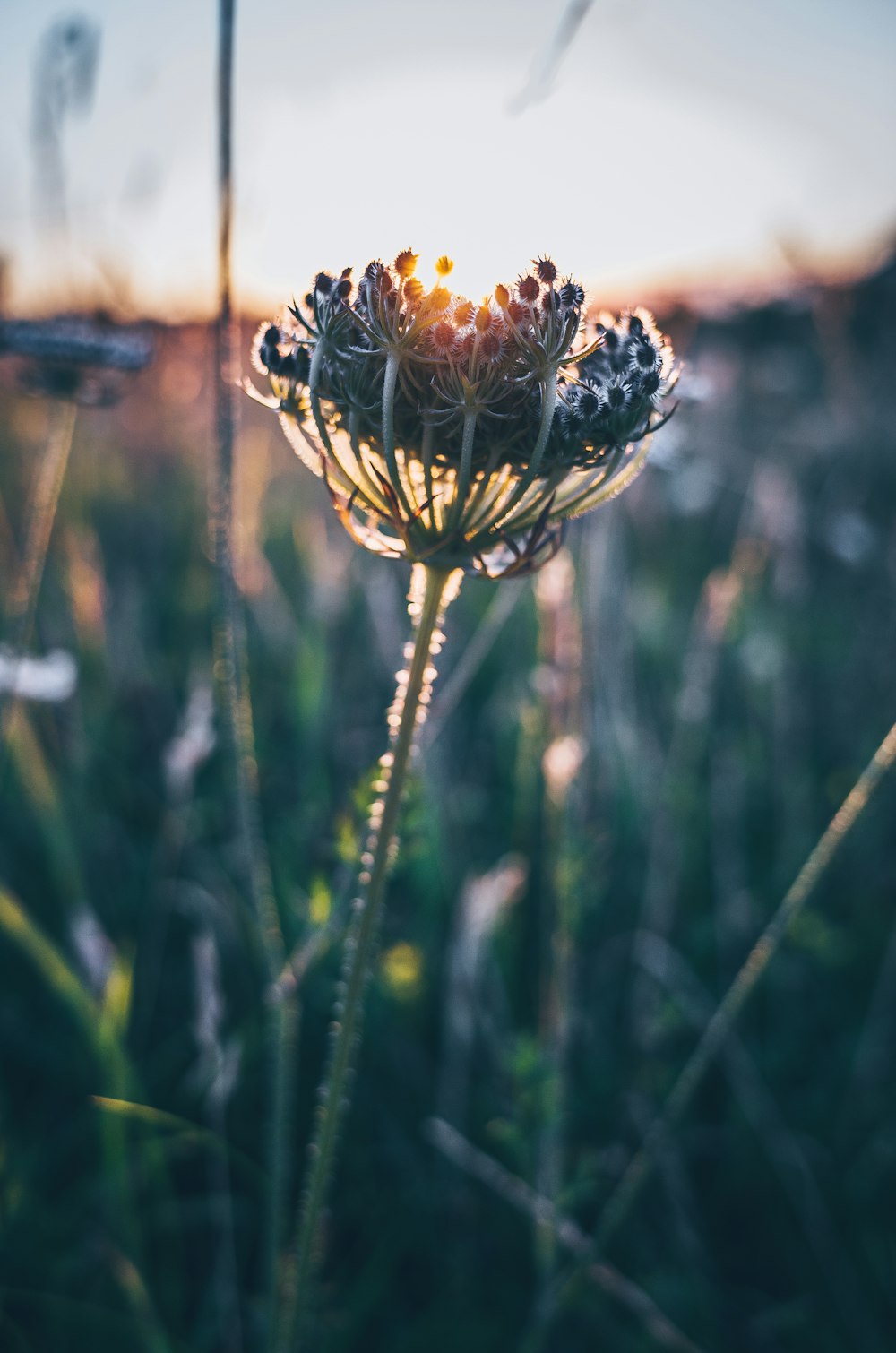 brown and black flower in tilt shift lens