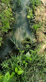 A small body of water, likely a pond or a stream, surrounded by grass and various types of green vegetation. The water appears murky, with floating leaves and other organic matter visible. The surrounding soil is moist and partially muddy, suggesting recent rainfall or constant water presence.
