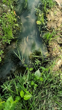 A small body of water, likely a pond or a stream, surrounded by grass and various types of green vegetation. The water appears murky, with floating leaves and other organic matter visible. The surrounding soil is moist and partially muddy, suggesting recent rainfall or constant water presence.