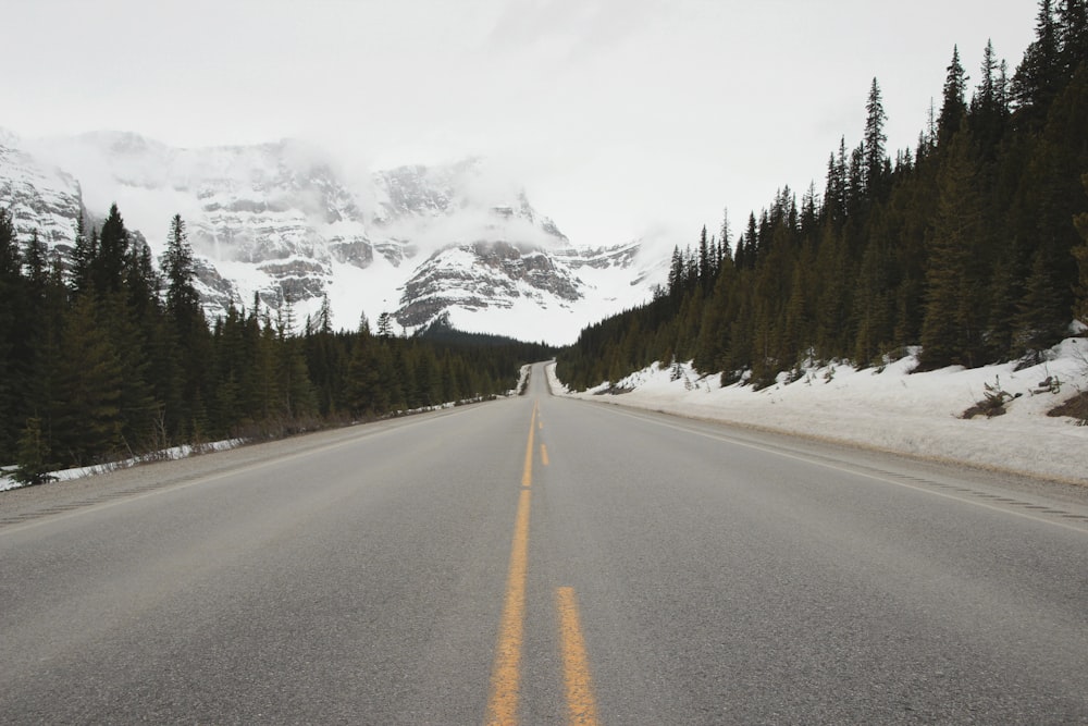 gray asphalt road between green trees during daytime