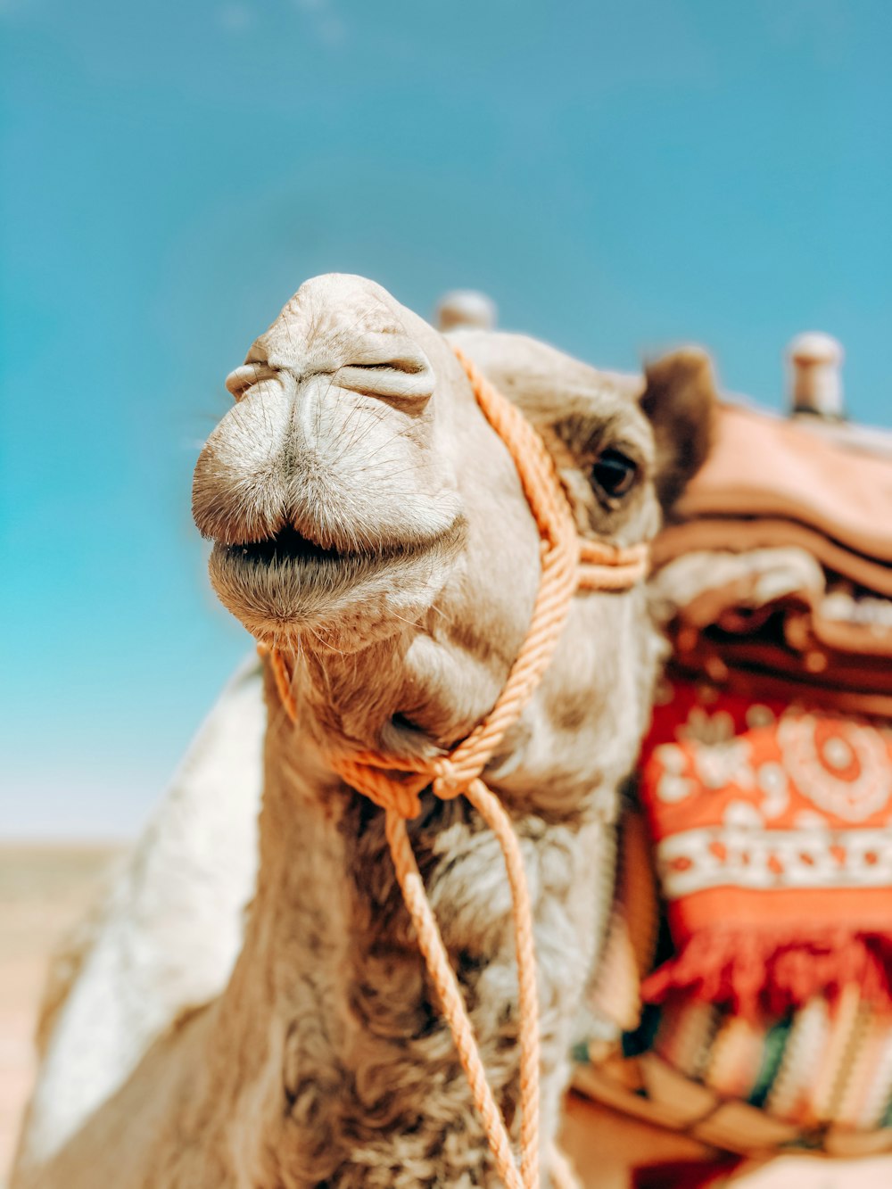 brown camel with red and white scarf