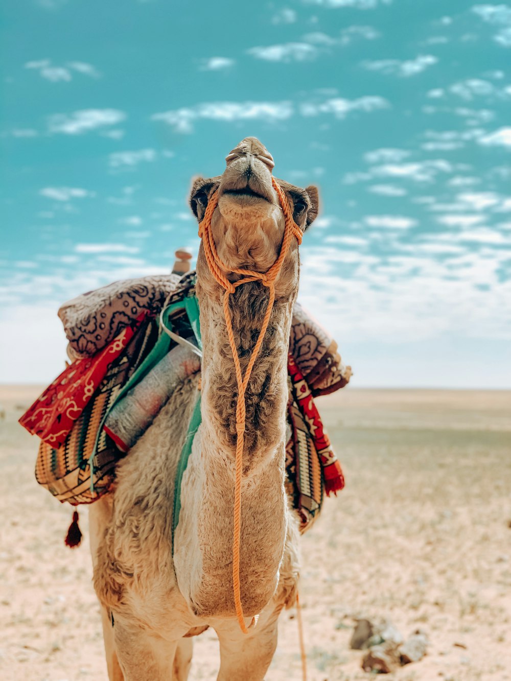 chameau brun sur sable brun pendant la journée