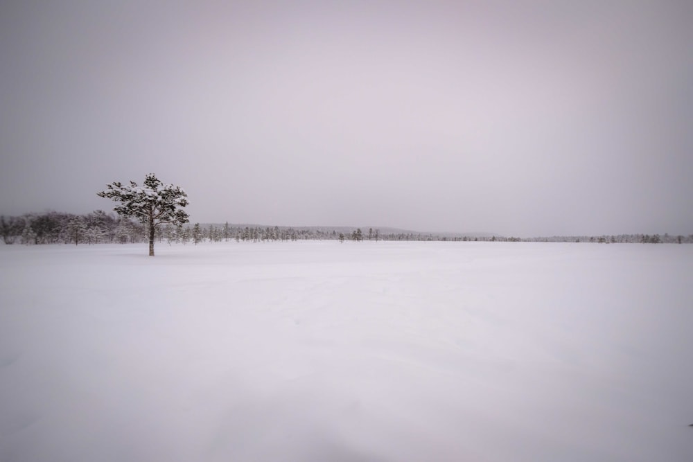 snow covered field and trees during daytime