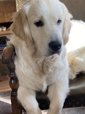 A cozy studio corner with soft natural light and a happy golden retriever sitting patiently.