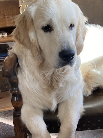 A fluffy, light-colored golden retriever sits attentively on a vintage-style wooden chair, with its front paws resting on the armrests. The setting appears cozy, with warm lighting enhancing the softness of the dog's fur.