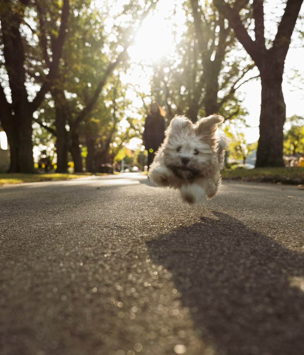 white and brown long coated small dog on road during daytime