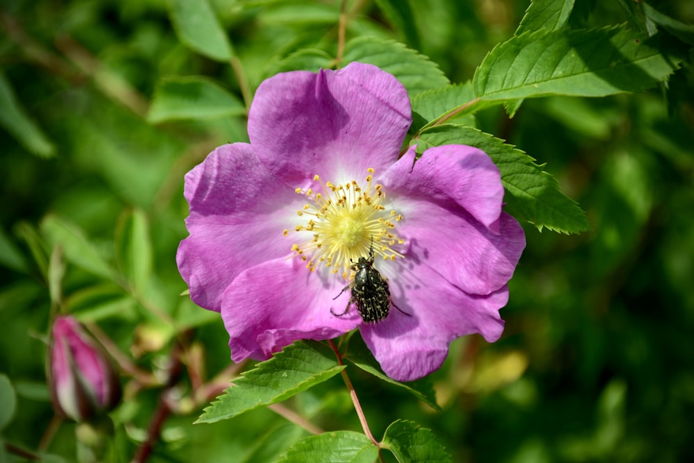 purple flower in tilt shift lens