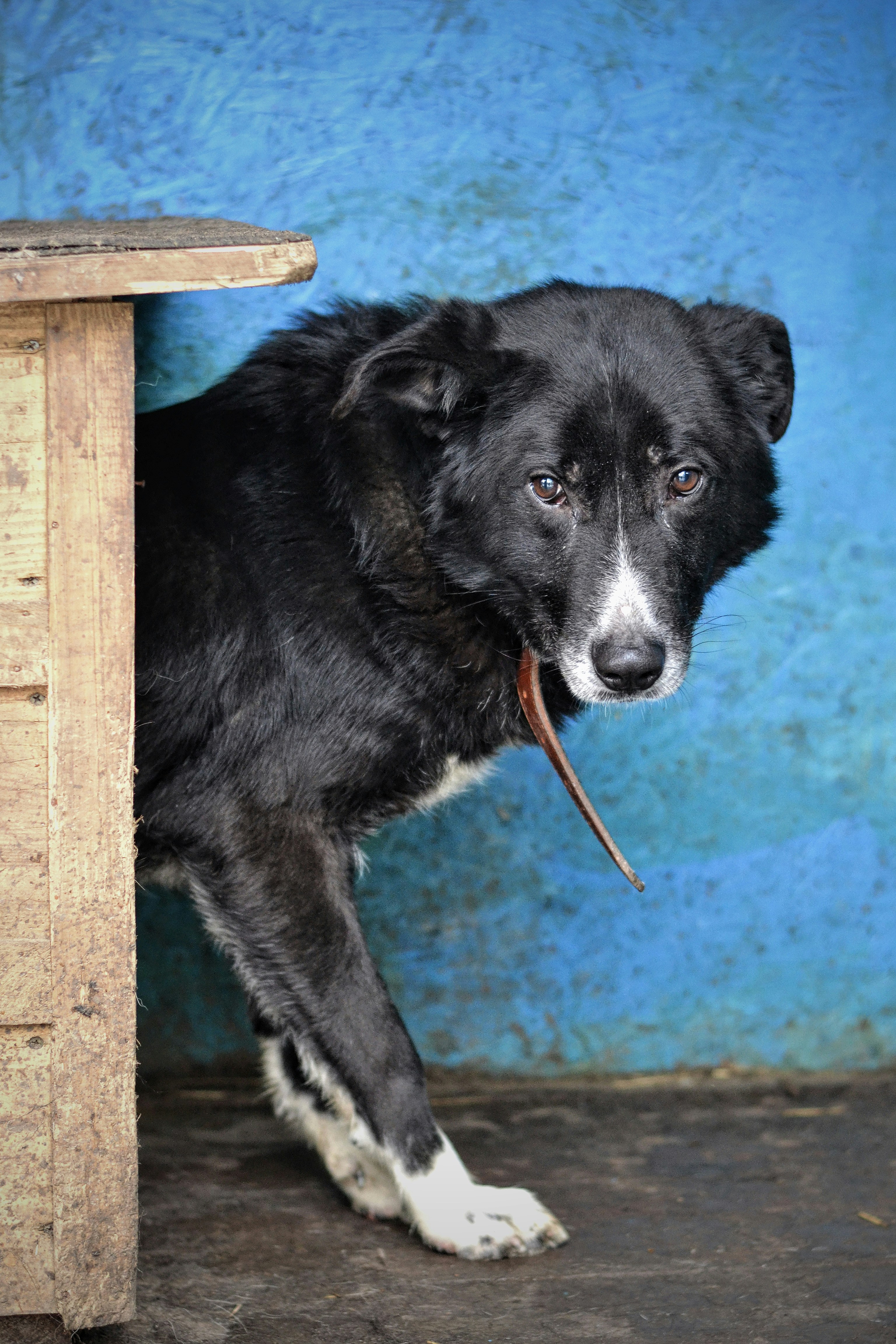 Cachorro de border collie blanco y negro foto – Imagen de Animal gratuita  en Unsplash, image size:3000x4500