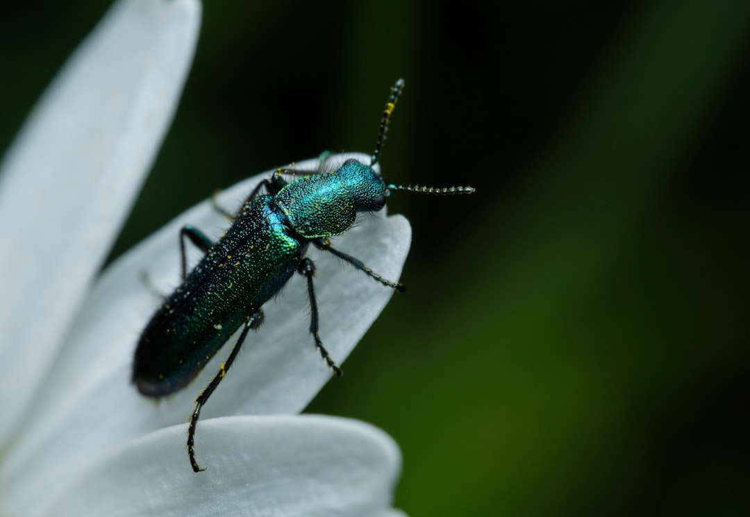 green and black beetle on white flower